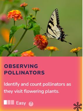 Observing Pollinators: Identify and count pollinators as they visit flowering plants. Click here to go to this item in our catalog.